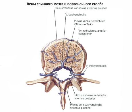 Nugaros smegenys