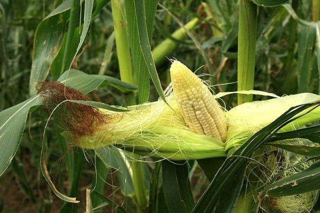 Kukurūzų stigmos