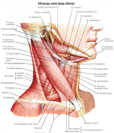 Krūtinės-klaviskulinės-mastoidinės raumenys (m. Sternocleidomastoideus)