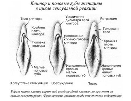 Klitoris lytinio akto metu