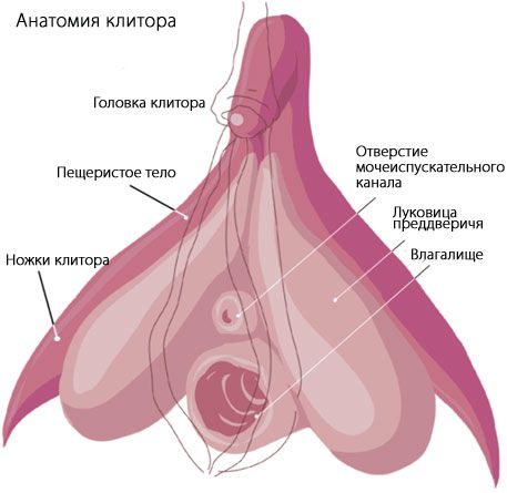 Klitorio anatomija