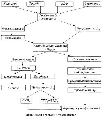 Pradinis hemokoaguliacijos etapas ir vietinės hemokoaguliacijos homeostazės mechanizmas