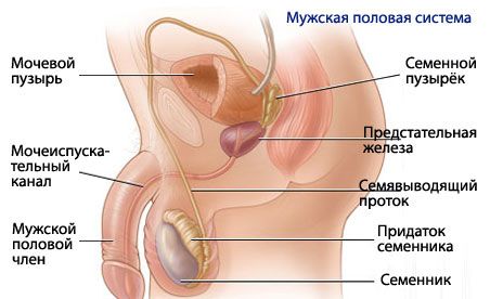 Vyriškosios reprodukcinės sistemos anatomija ir fiziologija