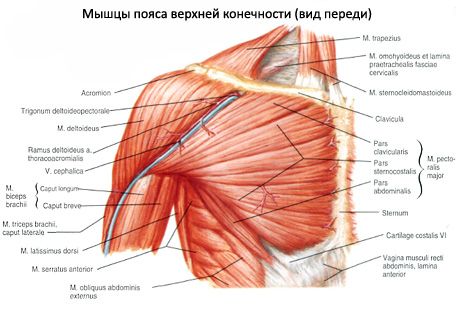 Krūties raumenys