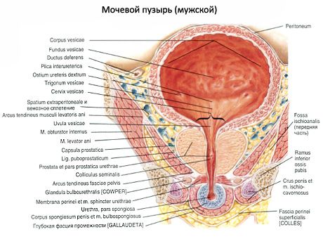 Šlapimo pūslė (vesica urinaria)