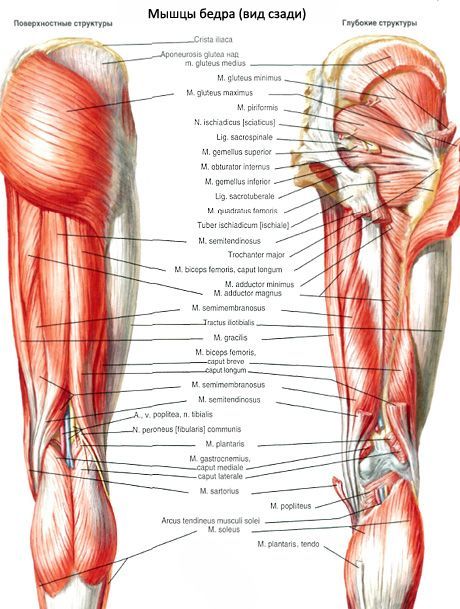 Viršutiniai ir apatiniai dvyniai raumenys 