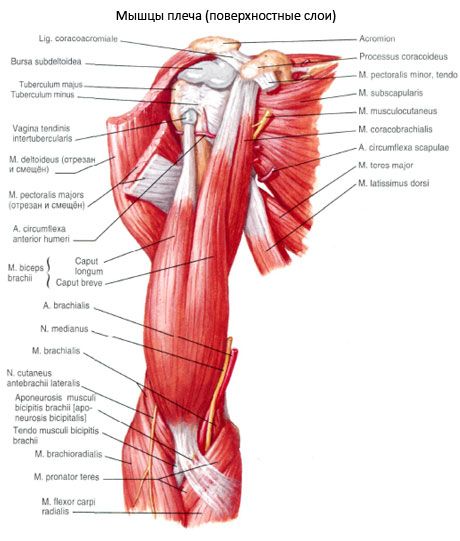 Bicepso rankos (peties bicepsai)