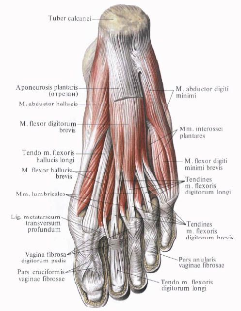 Pėdos raumenys