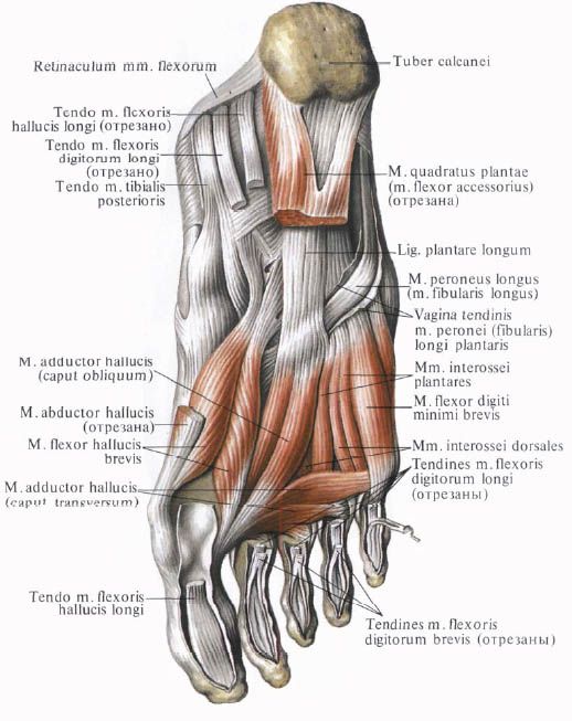 Pėdos raumenys