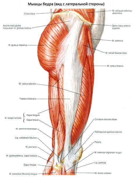 Dubens raumenys (dubens juostos raumenys)