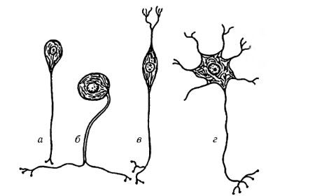 Nervų ląstelių rūšys