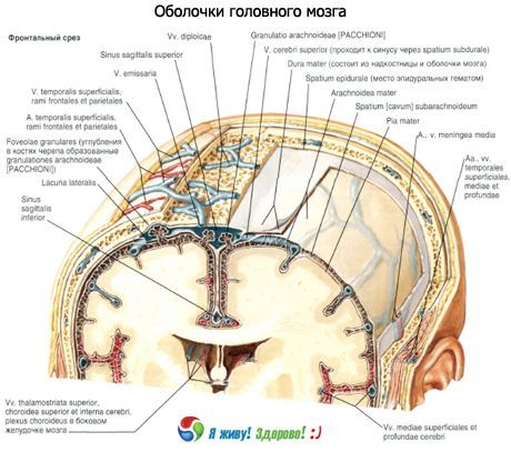 Smegenų korpusai