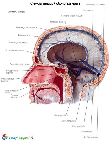Smegenų kietos membranos sinusai (sinusai)