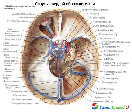 Smegenų kietos membranos sinusai (sinusai)