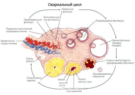 Ovogenezė.  Menstruacinis ciklas