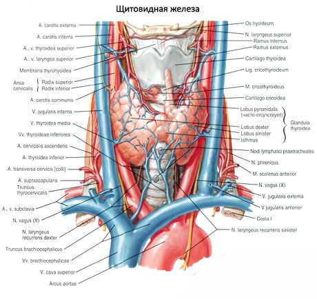 Paratūgščių liaukos