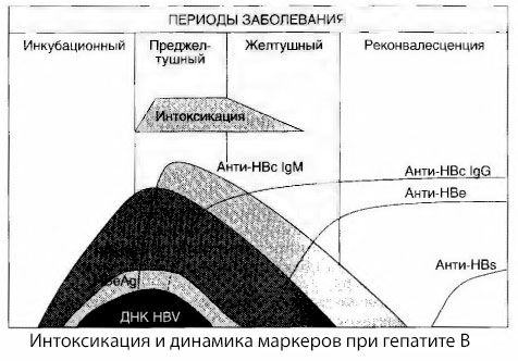 Hepatito B patogenezė