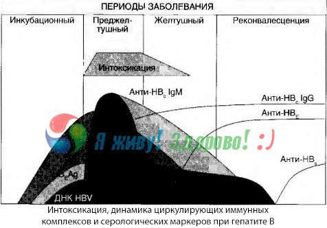 Hepatito B patogenezė