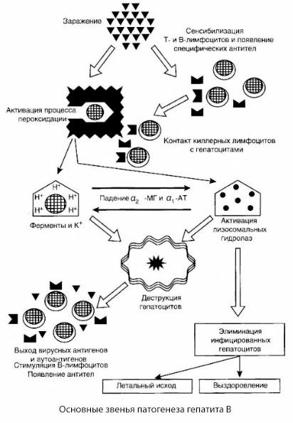 Hepatito B patogenezė