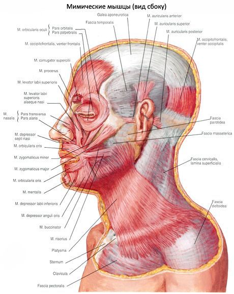 Poodinė raumenis kaklelio (platysma)