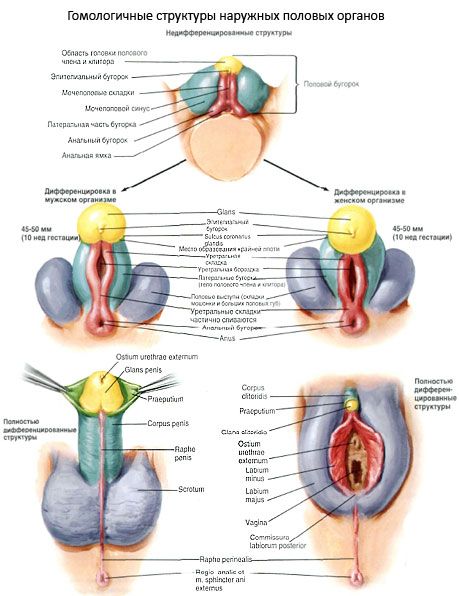 Homologinės išorinių lytinių organų struktūros