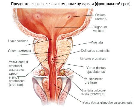 Prostatos (prostatos liauka)