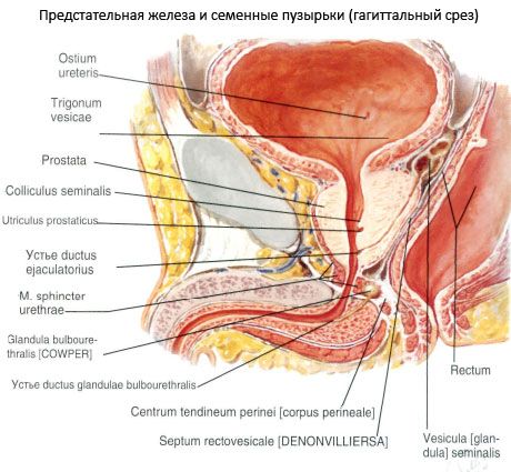 Prostatos (prostatos liauka)