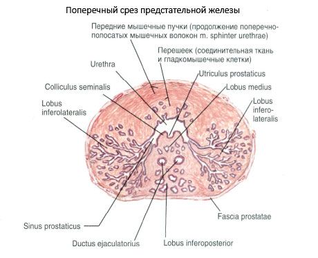 Prostatos struktūra