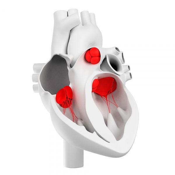 Širdies vožtuvai ir jų morfologinė struktūra
