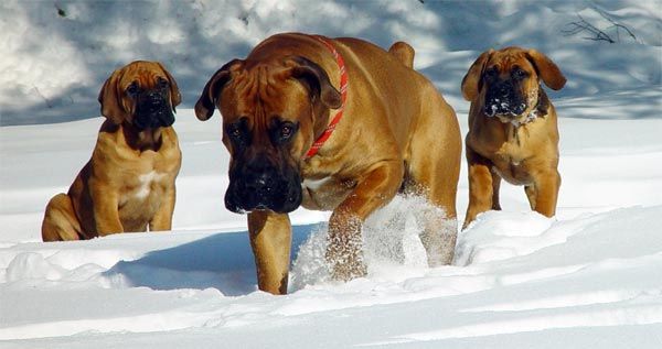 Pietų Afrikos mastifas arba Boerboelis