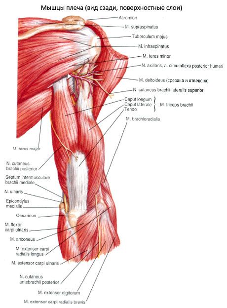 Triceps brachialis raumenys (triceps pecula)