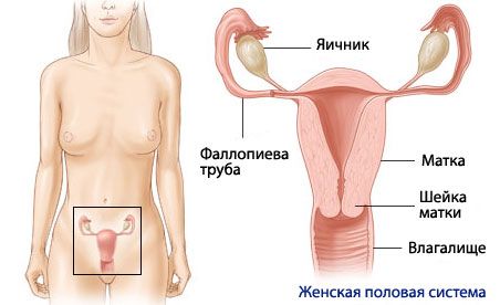 Moterų reprodukcinės sistemos anatomija ir fiziologija
