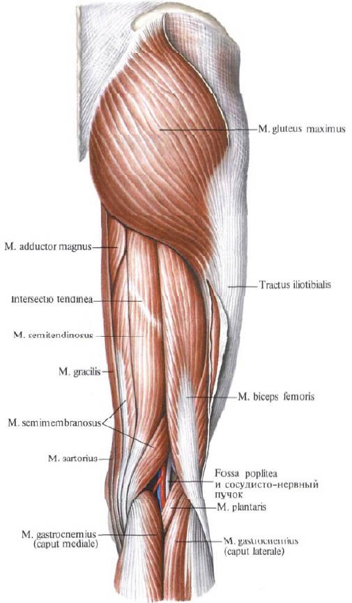 Gleivių raumenys (gluteus maximusus)