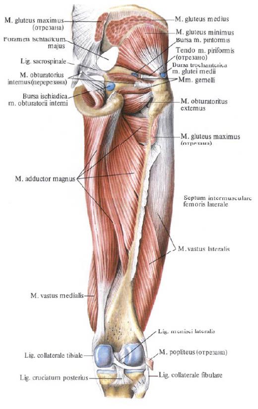 Gleivių raumenys (mažas gluteus raumenys)