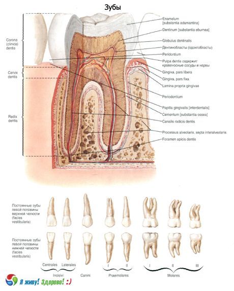 Dantys.  Dantų struktūra