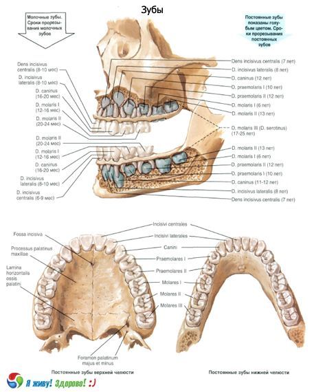 Dantys.  Dantų struktūra